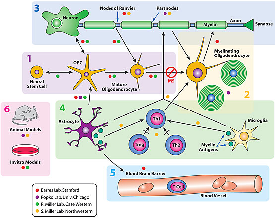 pt 73 oregano oil and the myelin sheath