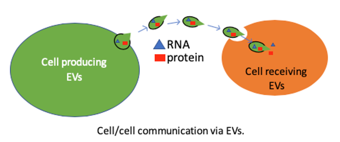 Diagram of cells in the brain: cell/cell communication via EVs