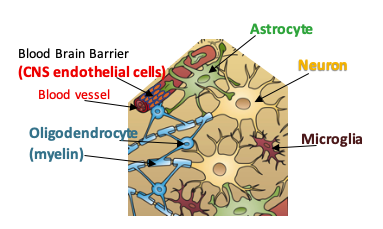 Diagram of Cells in the Brain